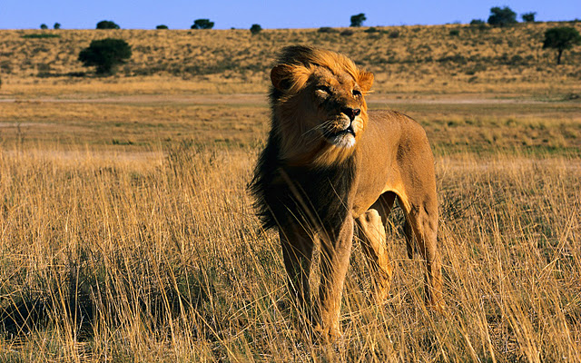 African Lion Hunting Trips