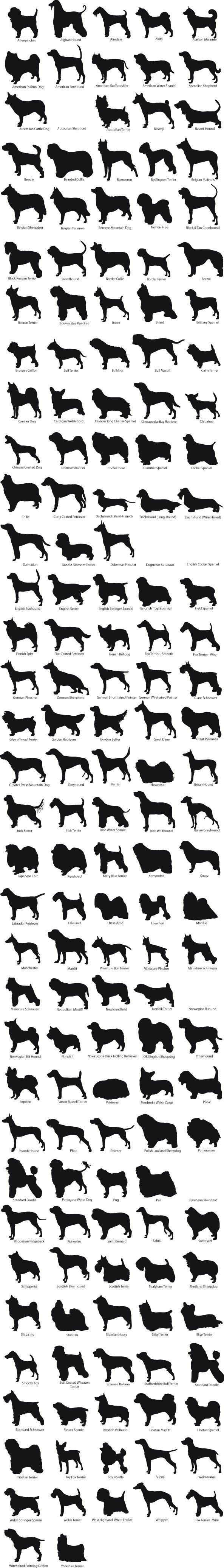 All Dog Breeds With Pictures And Information