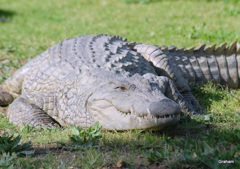 Difference Between Alligators And Crocodiles Size